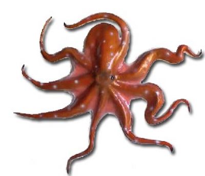 Brown Octopus